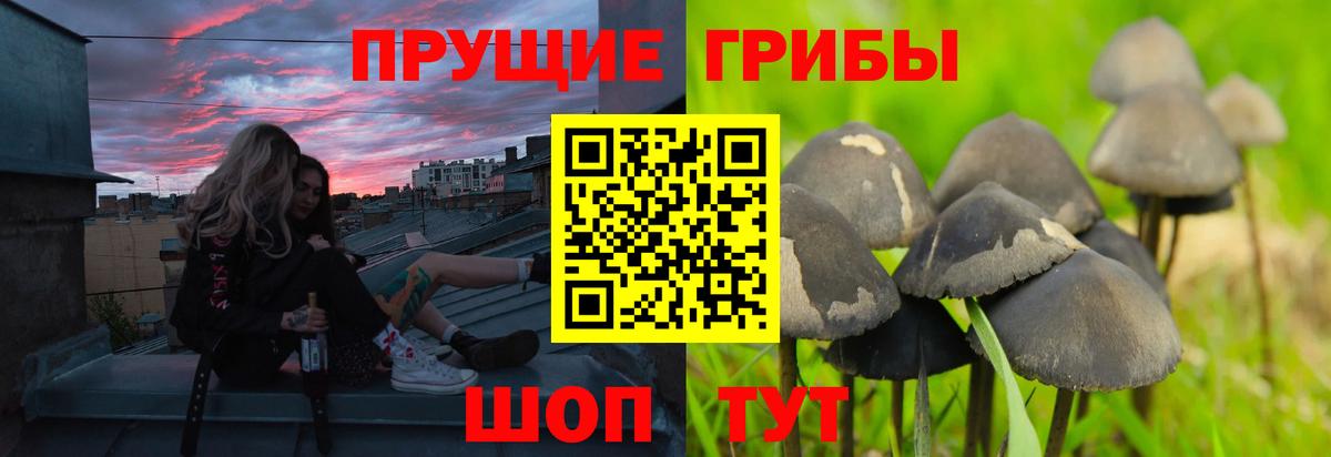 Псилоцибиновые грибы Psilocybe Карпинск